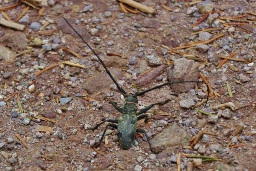 Morimus asper funereus